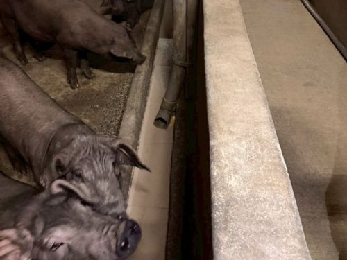 九如再查獲2場惡意違規餵食廚餘養豬場